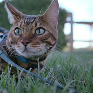 Fotoğraf Cat People