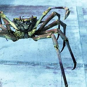 Fotoğraf Aquarium of the Dead