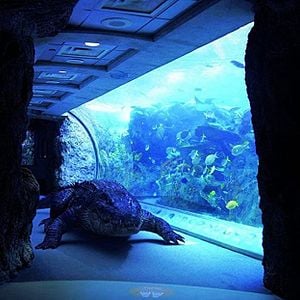 Fotoğraf Aquarium of the Dead