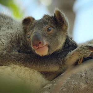 Fotoğraf Hayvanların Sırları