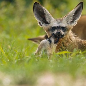 Fotoğraf Hayvanların Sırları
