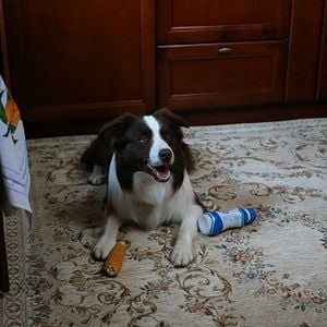 Fotoğraf Arkadaşım Max