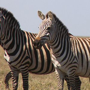 Fotoğraf Safari Macerası