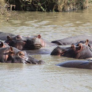 Fotoğraf Safari Macerası