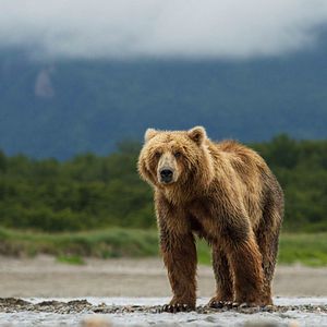 Fotoğraf Bears