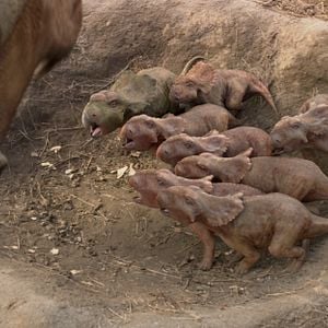 Fotoğraf Dinozorlarla Yürümek 3D