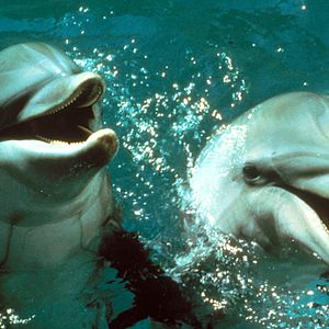 Fotoğraf Yunusların Günü