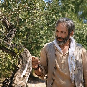 Fotoğraf Zeytin Ağacı