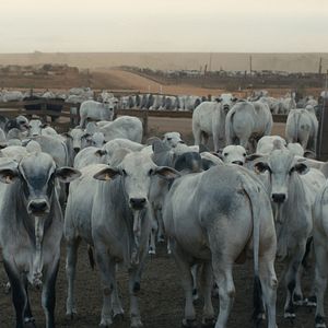 Fotoğraf The Territory