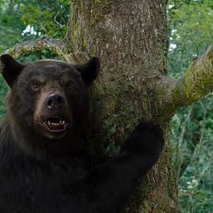 Fotoğraf Çıldırmış Ayı