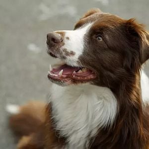 Fotoğraf Taçsız Prenses