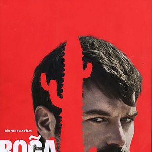 Fotoğraf Boğa Boğa