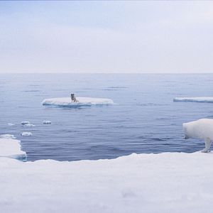 Fotoğraf Kina & Yuk : renards de la banquise