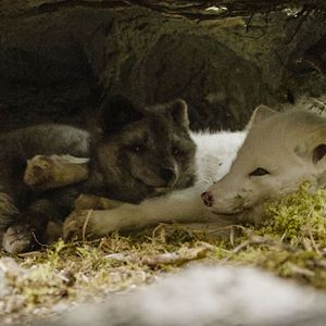Fotoğraf Kina & Yuk : renards de la banquise