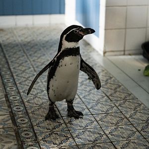 Fotoğraf Kaos Kardeşler ve Penguen Paul