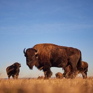 Fotoğraf Butcher's Crossing