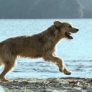 Fotoğraf Kral Arthur