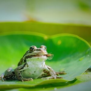 Fotoğraf Hayat Dolu Dünyamız