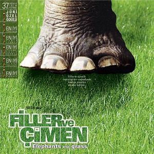 Fotoğraf Filler ve Çimen