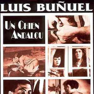 Fotoğraf Endülüs Köpeği