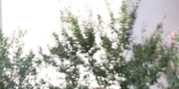 Aşk Yeniden 25.Bölüm posteri