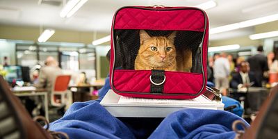 Your Therapist and His Pussy Are Here posteri