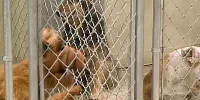 Looking For Lucky posteri