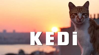 "Kedi" Belgeselinden Fragman Geldi! haber görseli