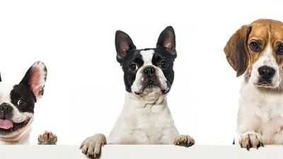 Dünya Köpekler Günü'nde Zac Efron'dan Duygusal Kutlama! haber görseli