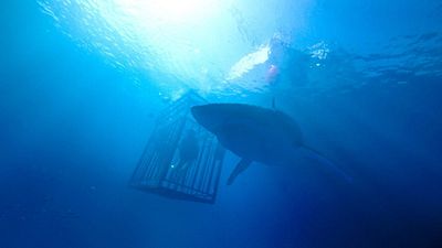 Devam Halkası “47 Meters Down: Uncaged” Ertelendi! haber görseli