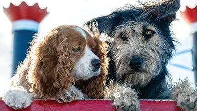 Disney+ Filmi "Lady and The Tramp"ten Yeni Görsel! haber görseli