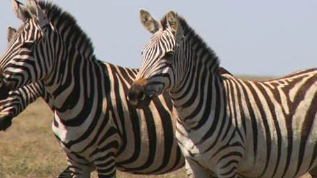 Afrika'yı Hiç Böyle Görmediniz haber görseli