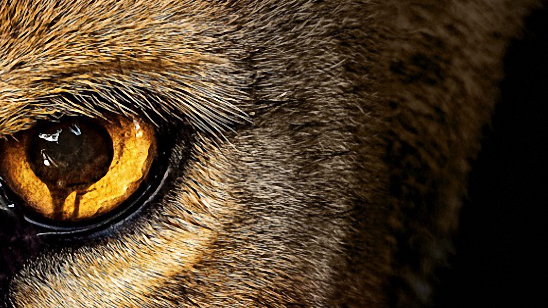 '​Zoo' Ekranlara Veda Ediyor haber görseli