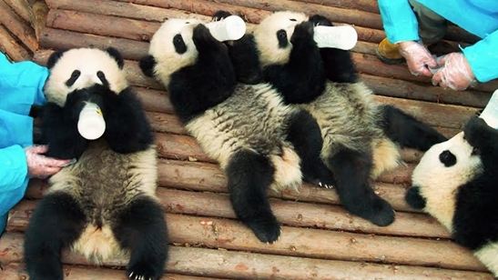IMAX'ten Kalpleri Eriten Panda Belgeseli! 