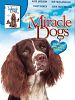 Miracle Dogs posteri