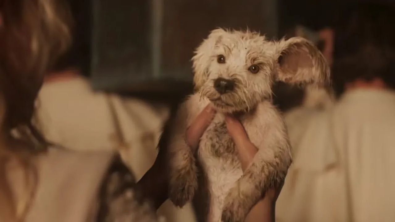 Süper Köpek Krypto Sahneye Çıkıyor: "Supergirl" Tanıtımında Büyük Buluşma!