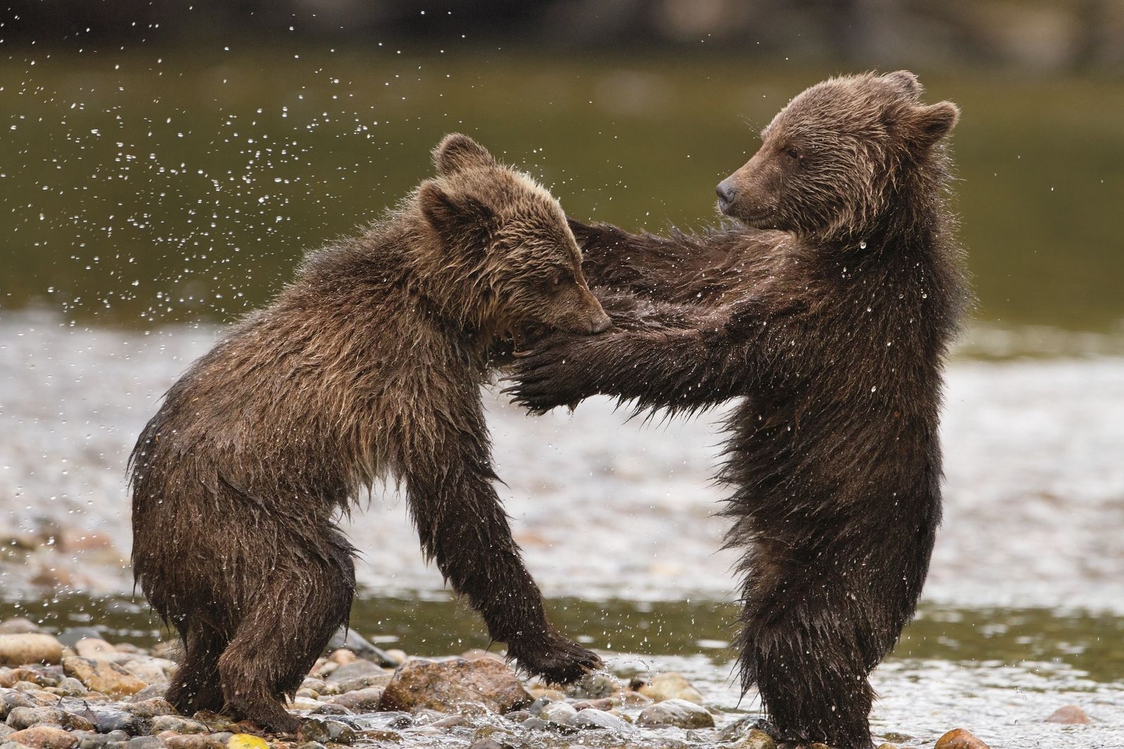 Open bear. Disneynature медведи. Семья медведей. Медвежата играют. Медведь играет.