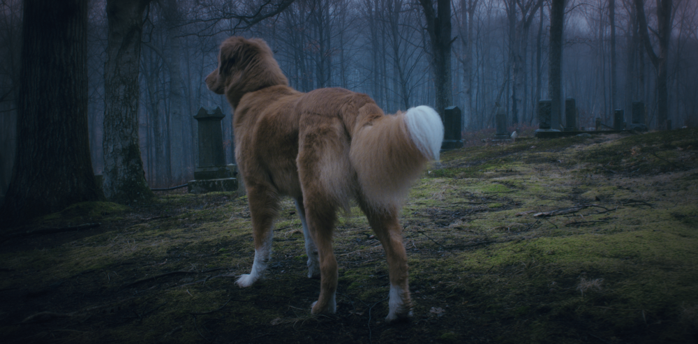 Good Boy : Fotoğraf Indy (II) 