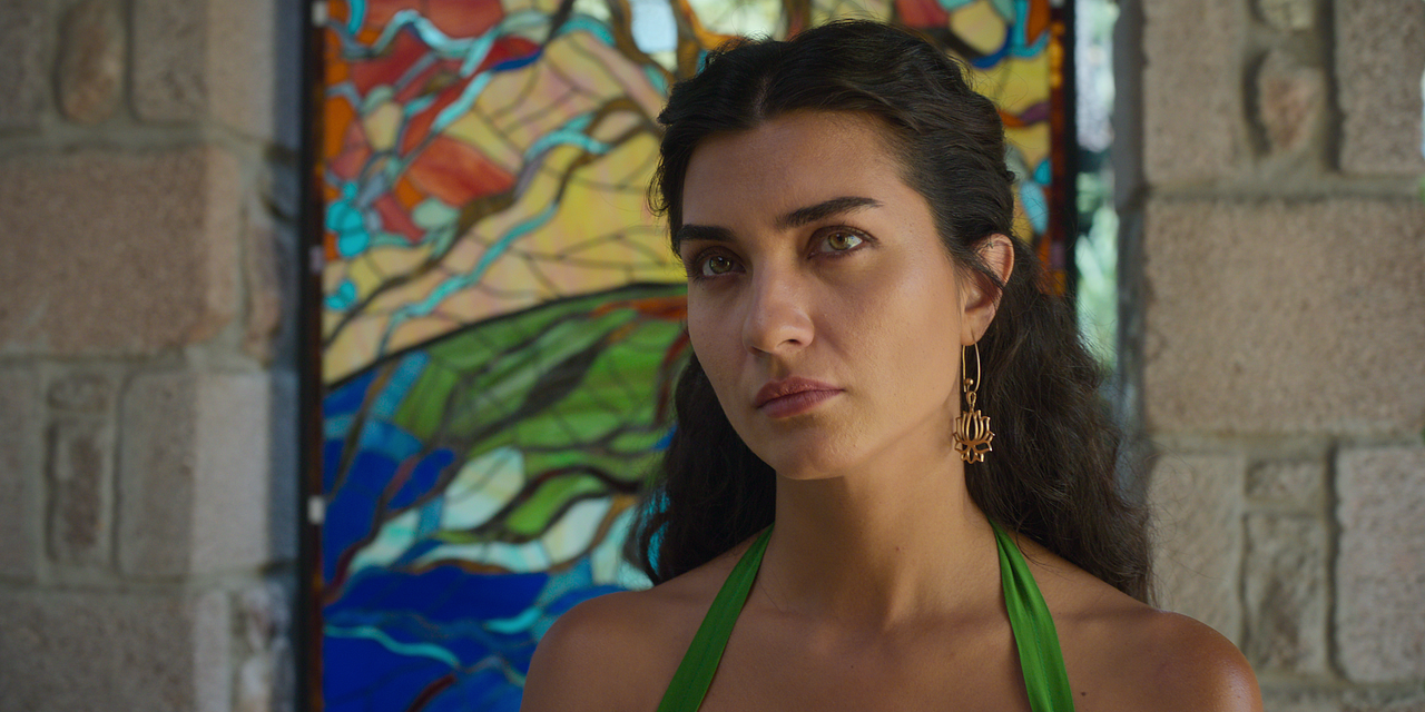 Zeytin Ağacı : Fotoğraf