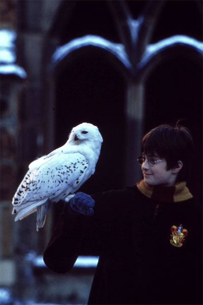 Harry Potter ve Felsefe Taşı : Fotoğraf Daniel Radcliffe