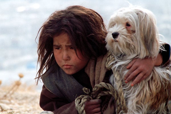 Şaşkın Köpekler : Fotoğraf Marzieh Meshkini