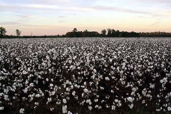 Fotoğraf Pierre Hodgson