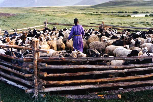 Sarı Köpeğin Yuvası : Fotoğraf Byambasuren Davaa