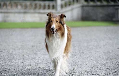 Lassie : Fotoğraf Charles Sturridge