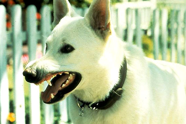 Beyaz Köpek : Fotoğraf Samuel Fuller