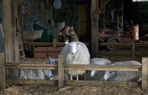 Minik Örümcek Şarlot : Fotoğraf Gary Winick