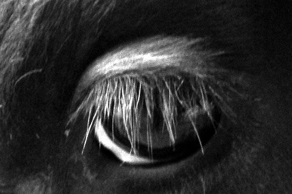 Fotoğraf Pierre Creton