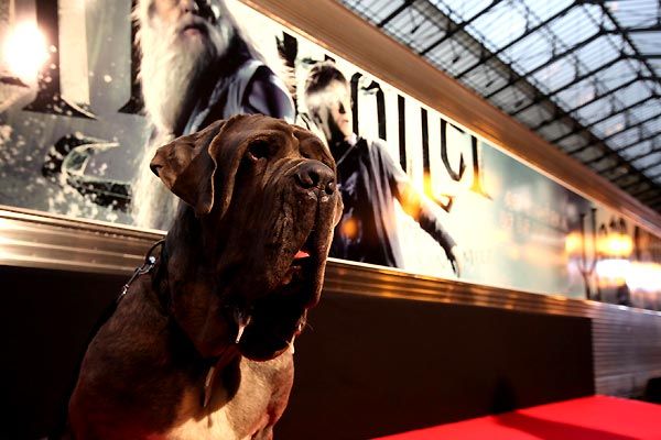 Harry Potter ve Melez Prens : Fotoğraf