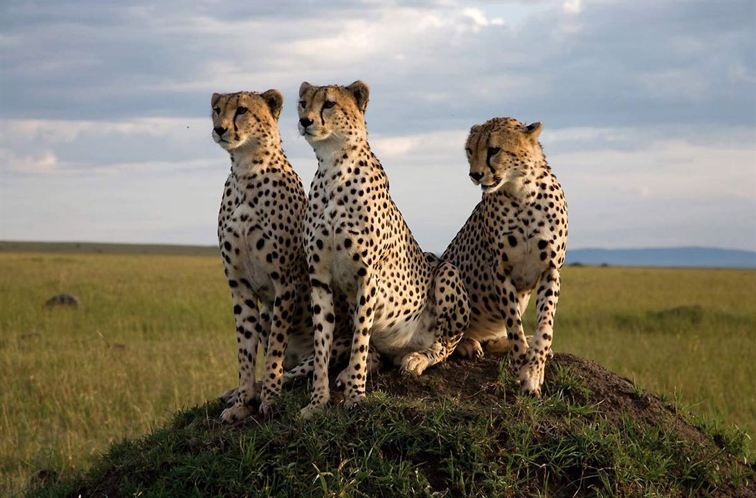 Afrika Kedileri : Fotoğraf Alastair Fothergill, Keith Scholey