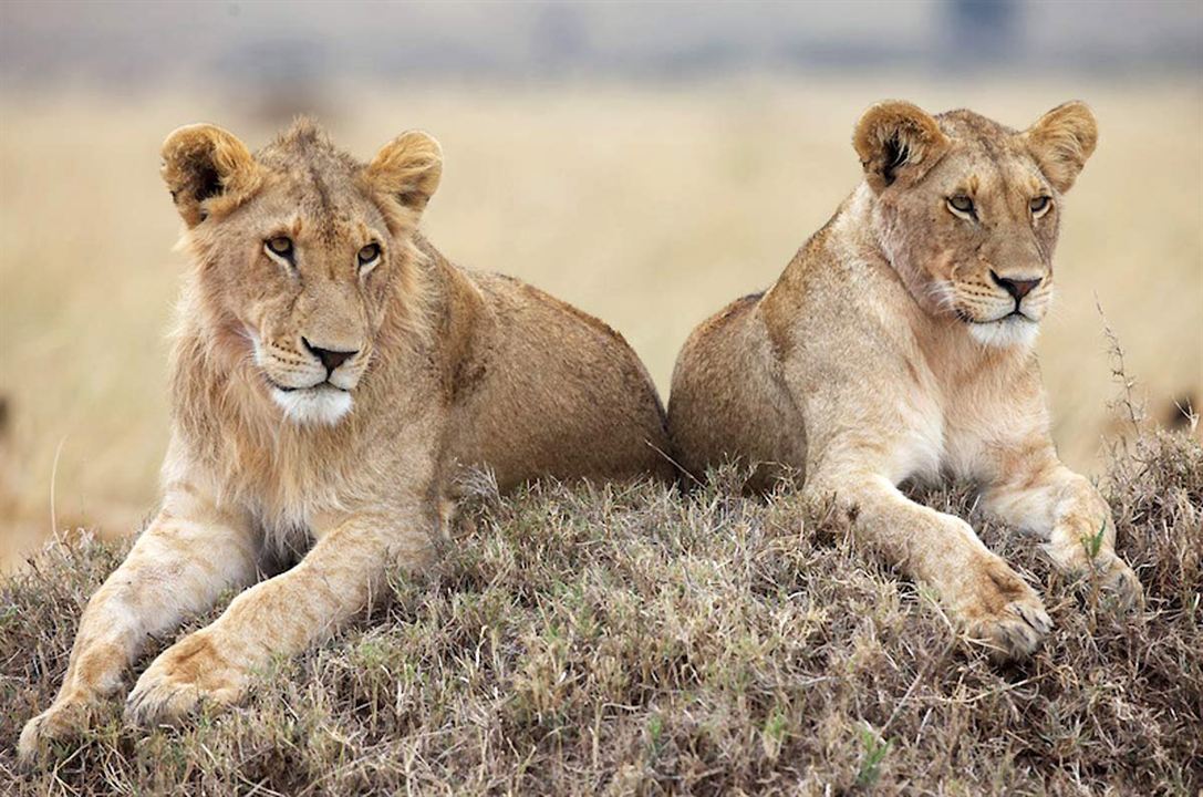 Afrika Kedileri : Fotoğraf Alastair Fothergill, Keith Scholey